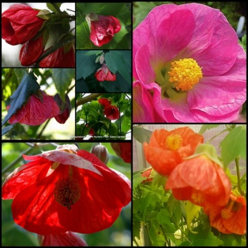 Chinese Lantern Mixed x 6 Plants 3 Types Beautiful Flowering Maple Trees Abutilon hybridum Flowering Cottage Garden Shrubs flowers Deciduous